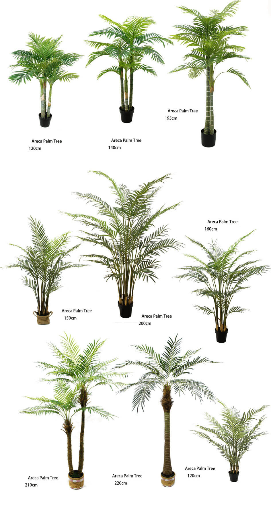 Areca Palm tree