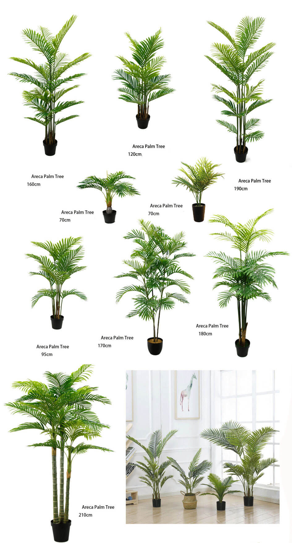 Areca Palm tree