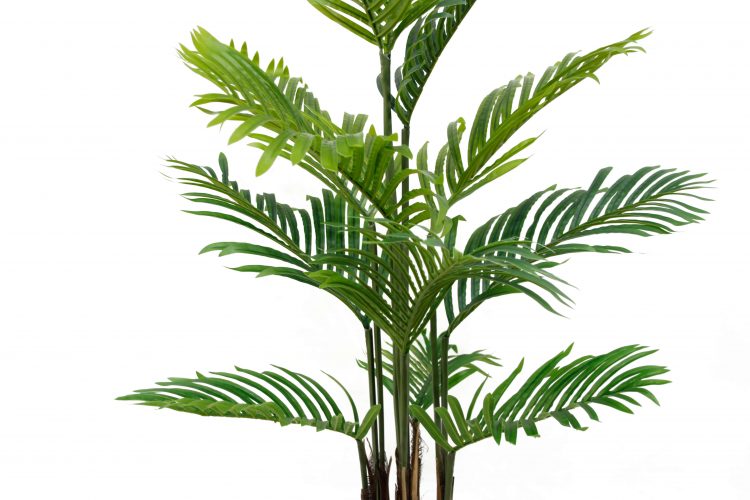 Areca Palm tree