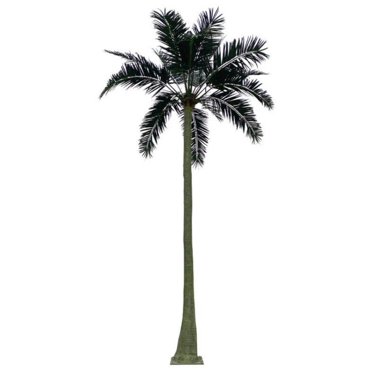 palm