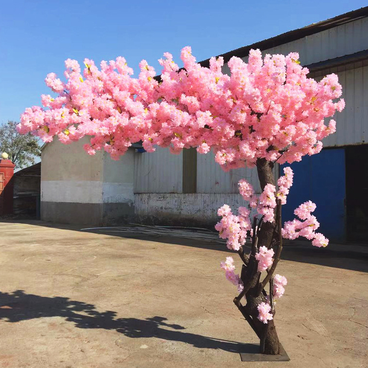 cherry blossoms tree