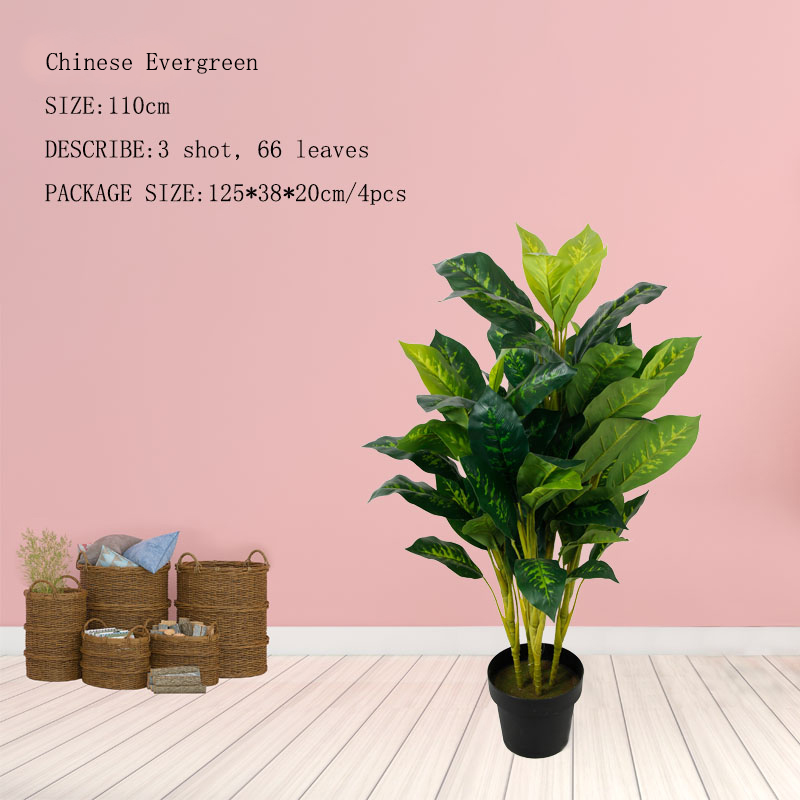 Chinese Evergreen Tree