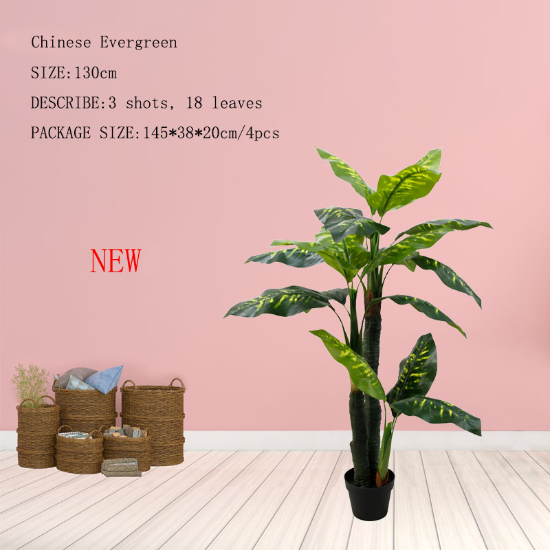 Chinese Evergreen Tree