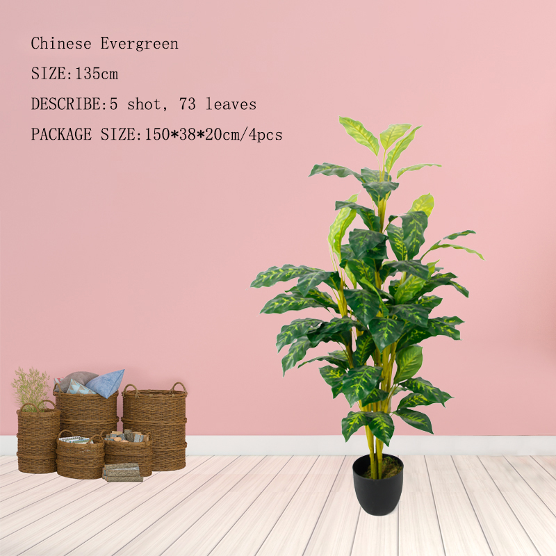 Chinese Evergreen Tree 