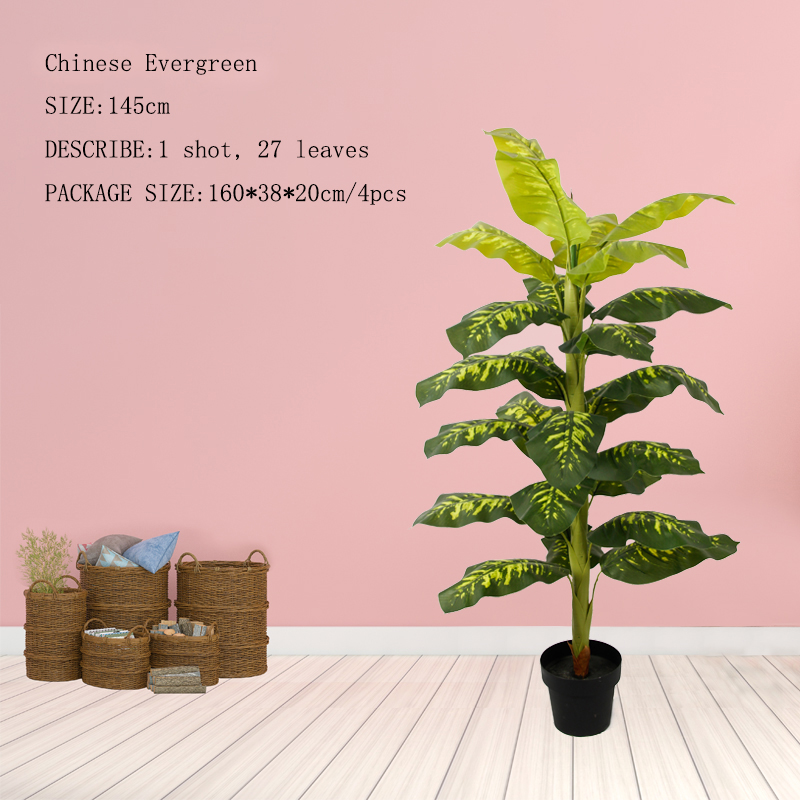 Chinese Evergreen Tree