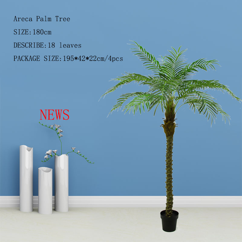 Phoenix Palm Tree
