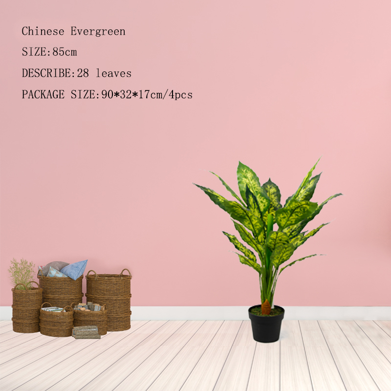 Chinese Evergreen Tree