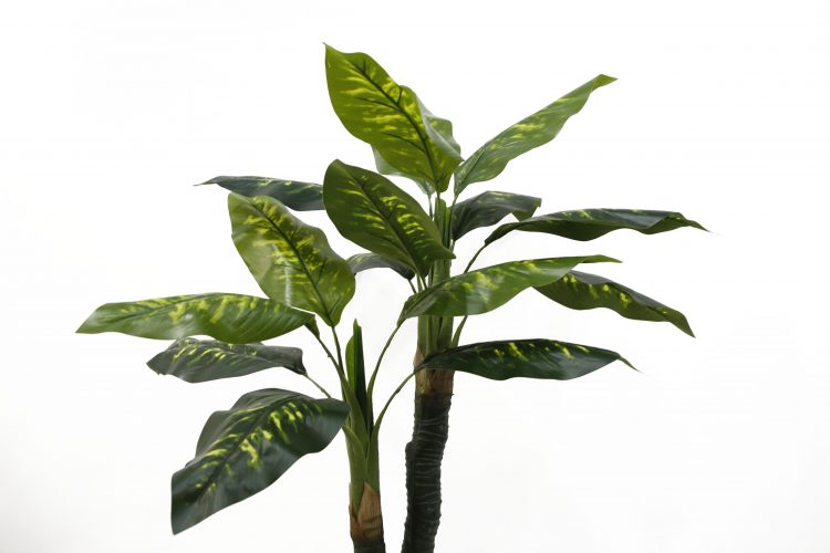 Chinese Evergreen Tree