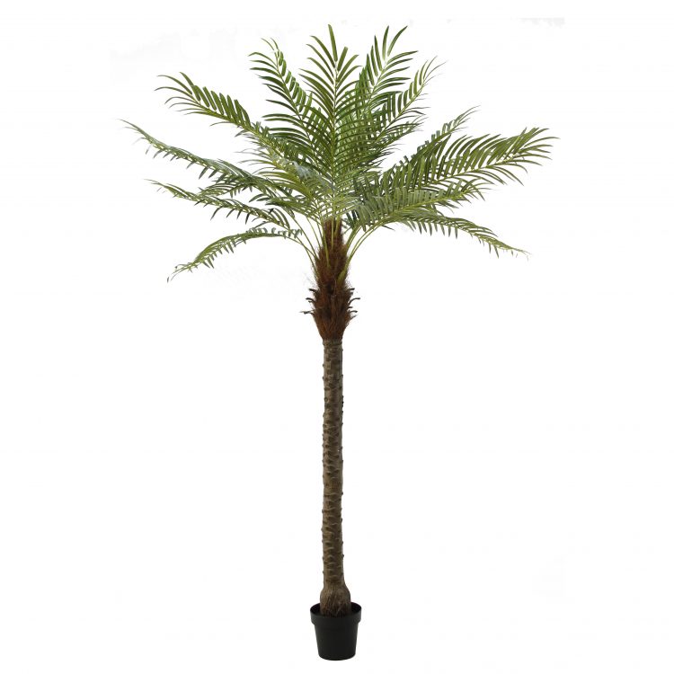 Palm Tree