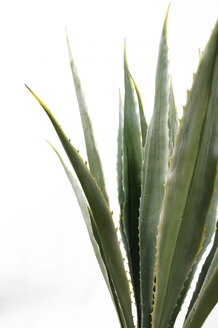 Artificial Agave