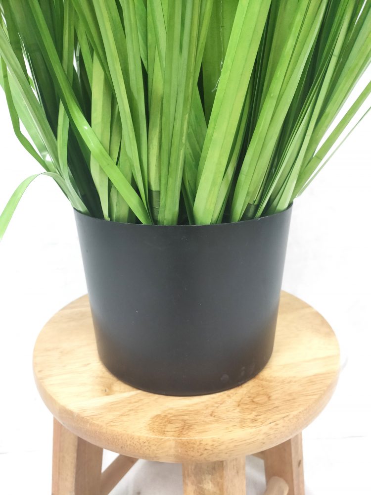 Onion grass potted