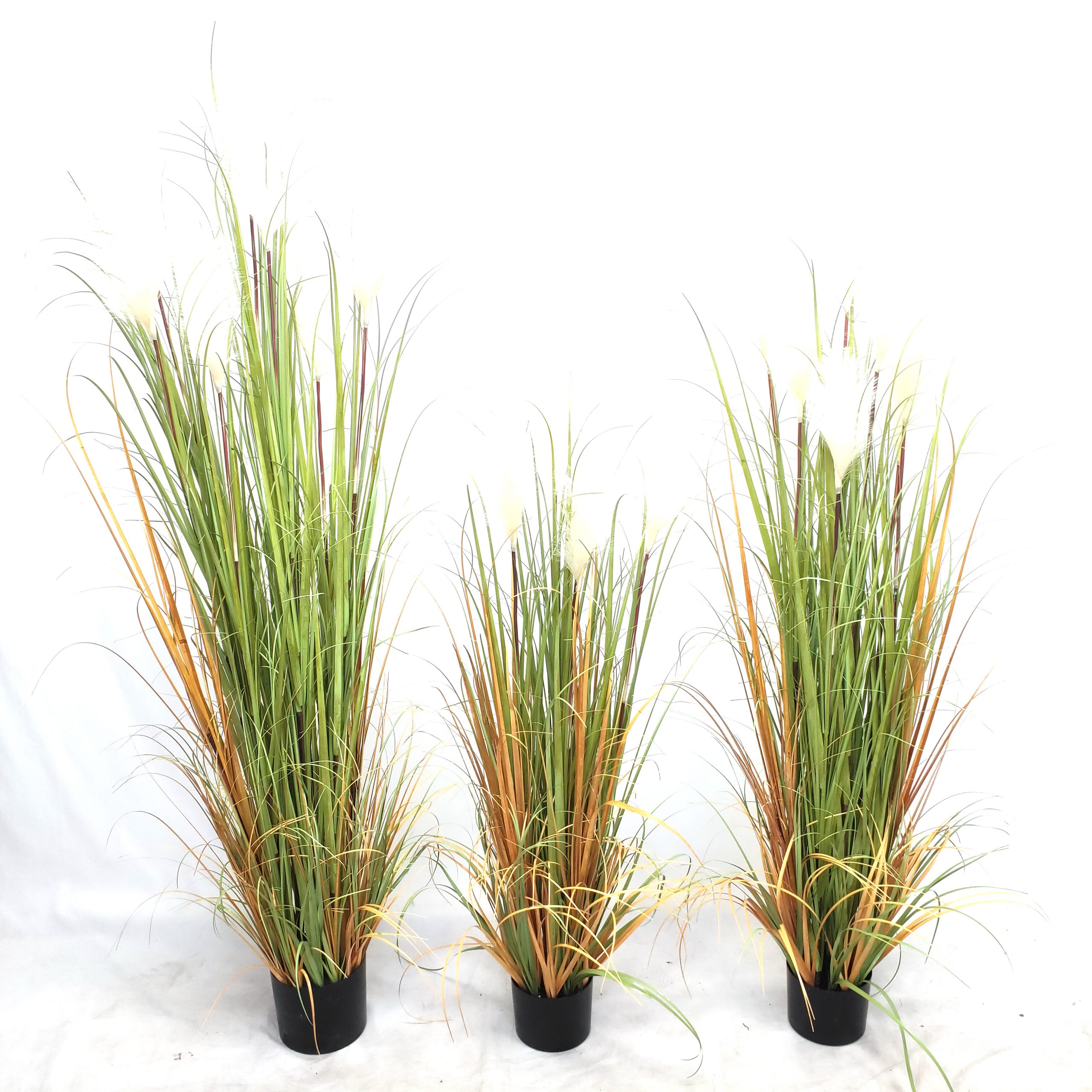 Onion grass potted