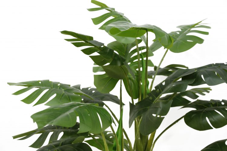 Monstera Plants Turtle back tree