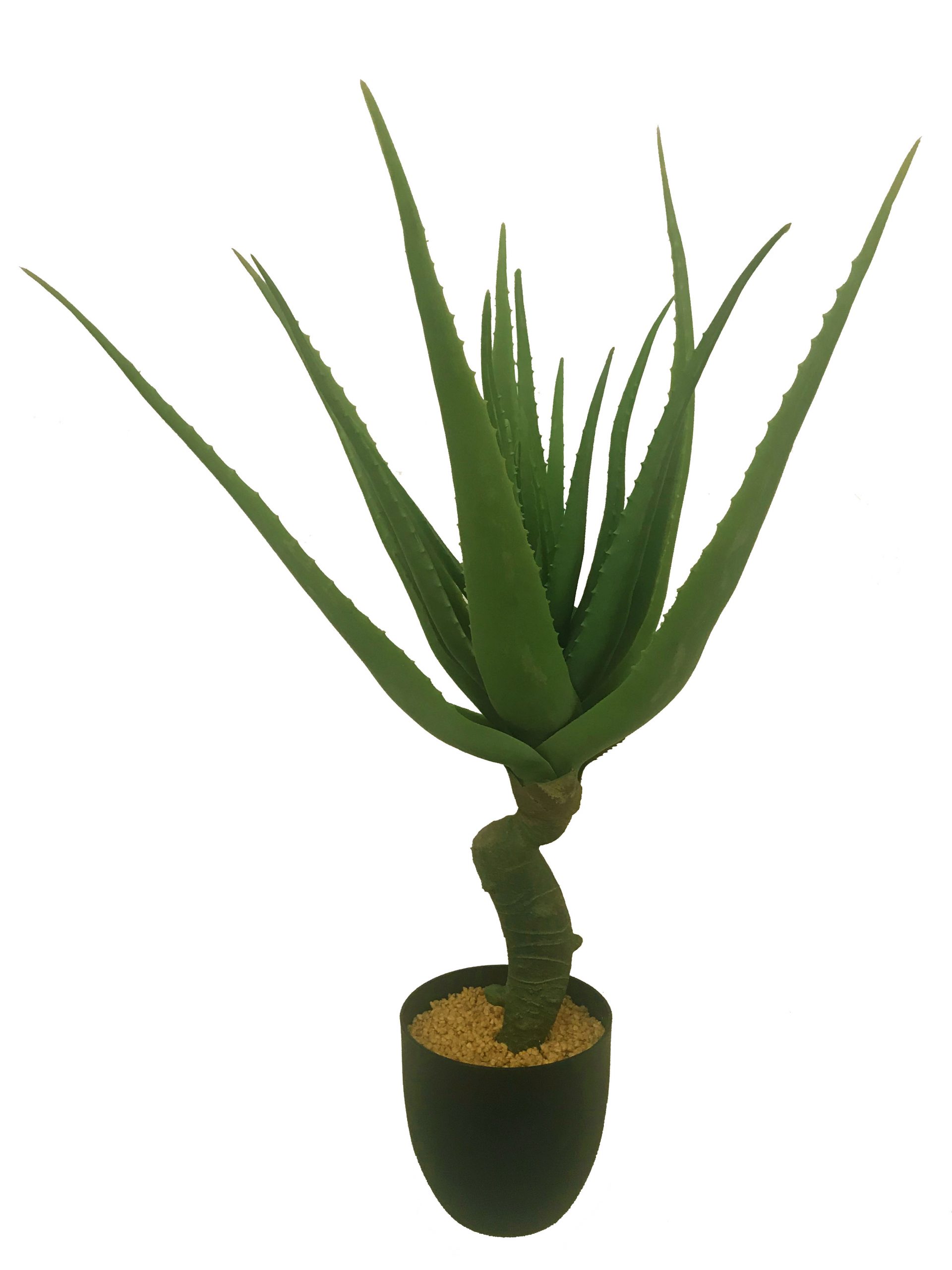 aloe