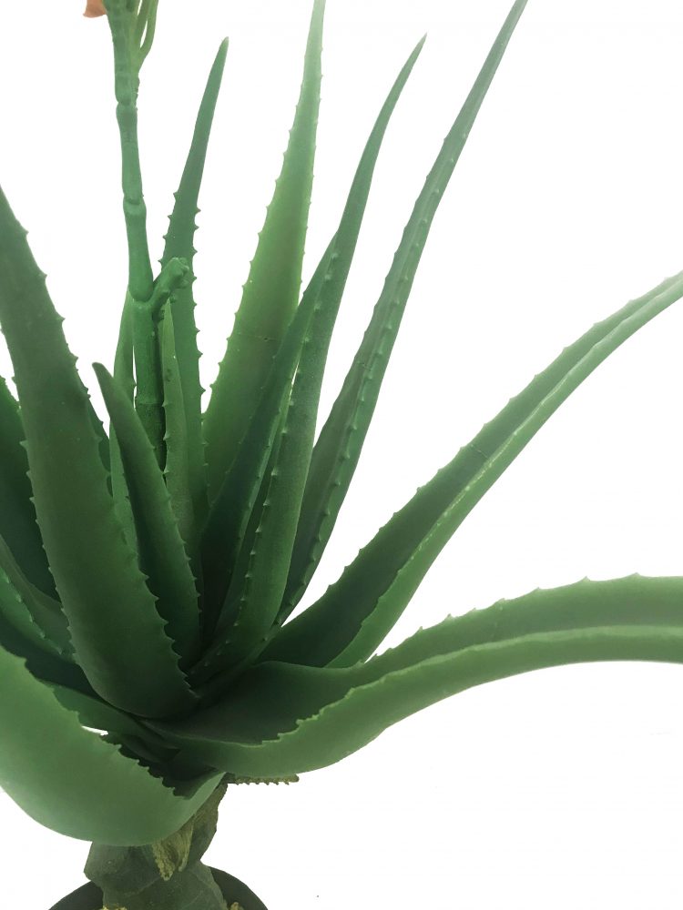 aloe