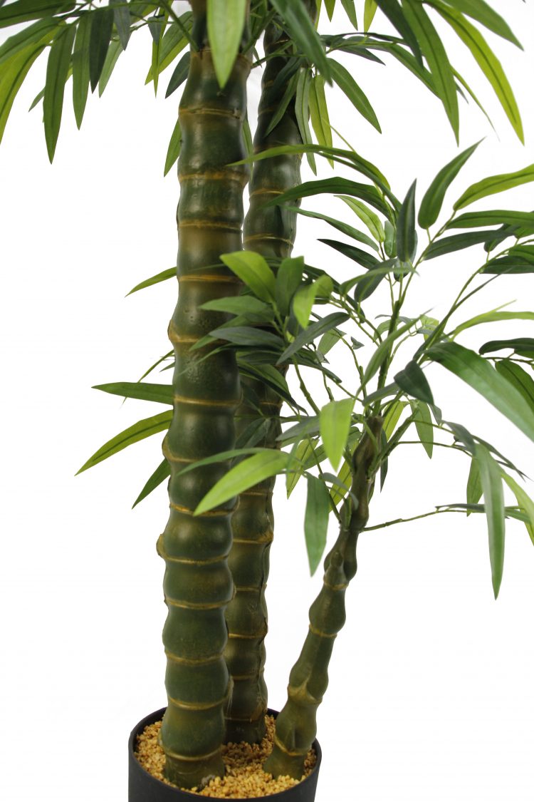 Chinese bamboo tree