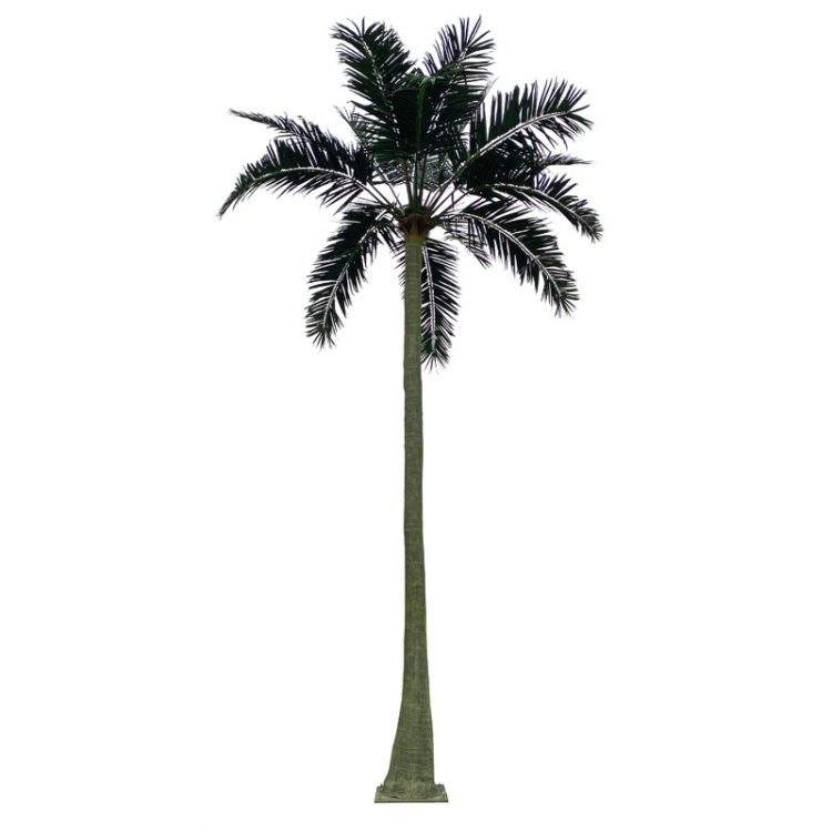 BIG palm tree