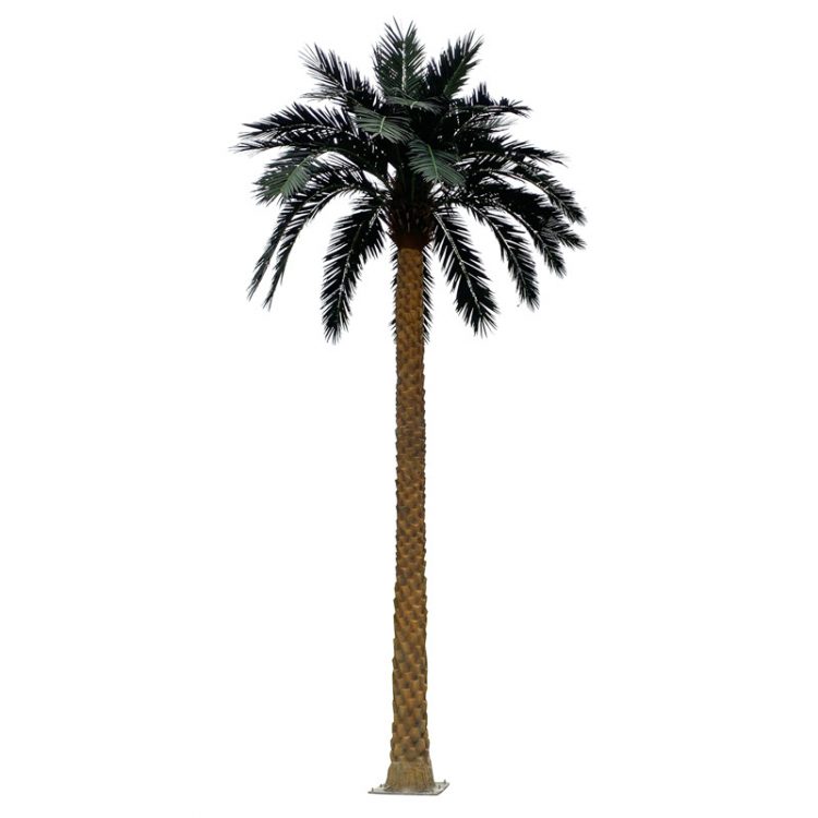 big palm
