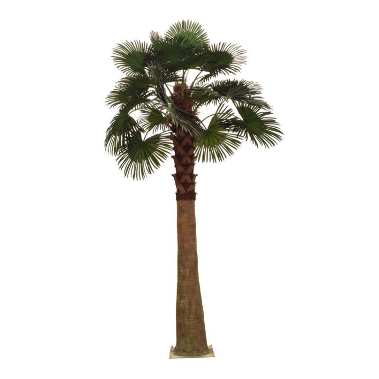 BIG palm tree