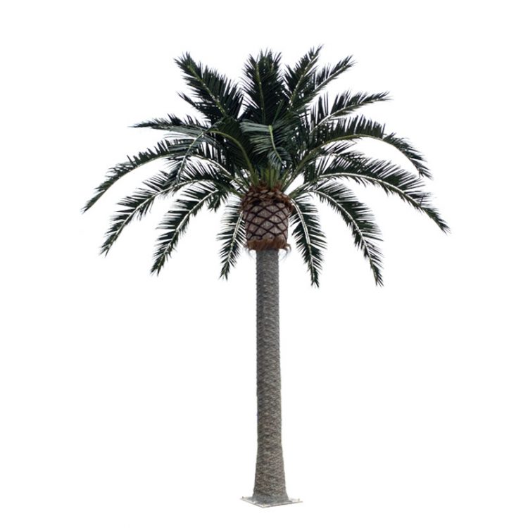 8m palm