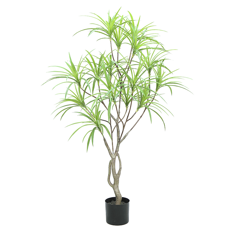 Clivia Plant Tree