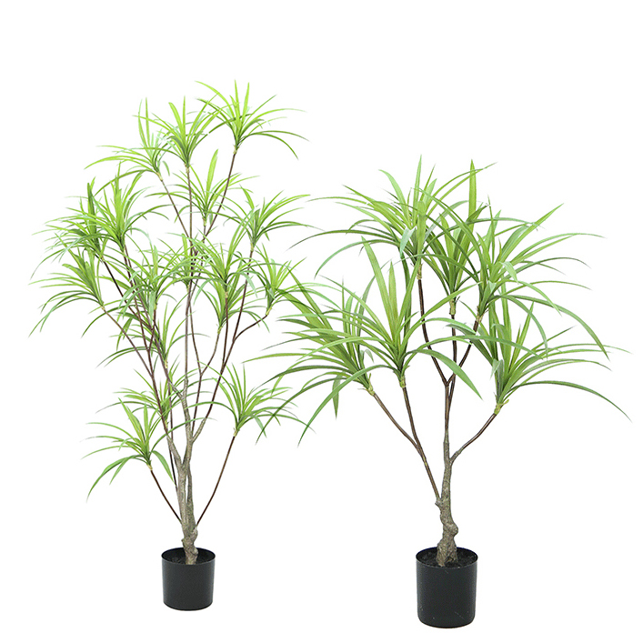 Clivia Plant Tree