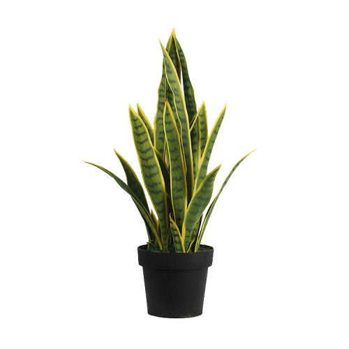 Live Snake Plant Sansevieria Trifasciata In Pot Indoor House Plant Potted Succulent