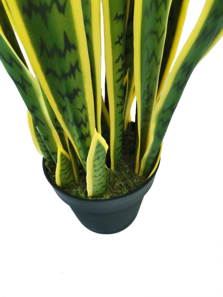 Live Snake Plant Sansevieria Trifasciata In Pot Indoor House Plant Potted Succulent - 图片 3