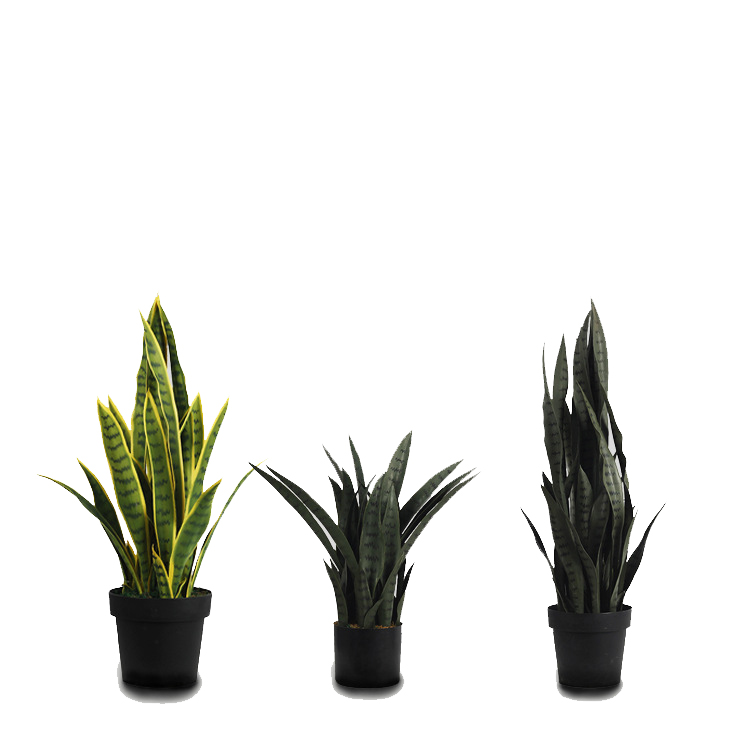 Sansevieria trifasciata