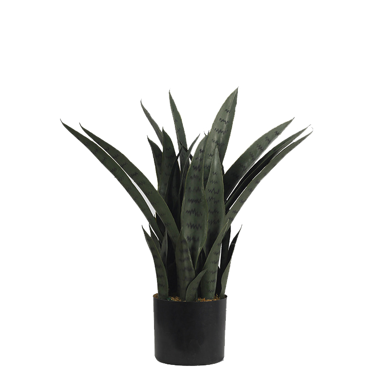 Sansevieria trifasciata