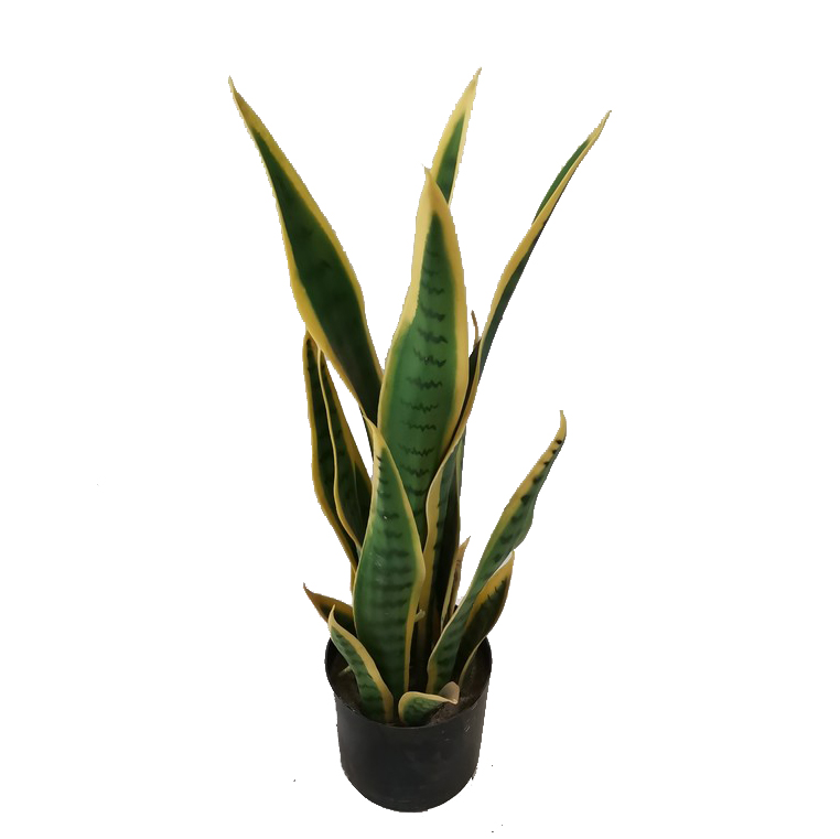 Sansevieria trifasciata