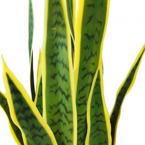 Live Snake Plant Sansevieria Trifasciata In Pot Indoor House Plant Potted Succulent