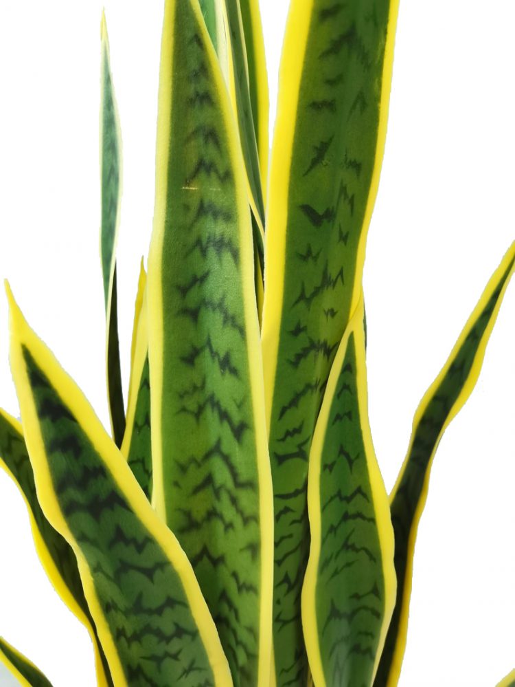Live Snake Plant Sansevieria Trifasciata In Pot Indoor House Plant Potted Succulent - 图片 2
