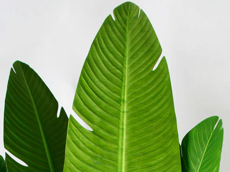 banana tree leaf