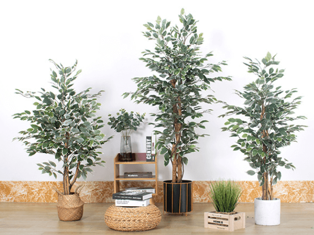 ficus trees