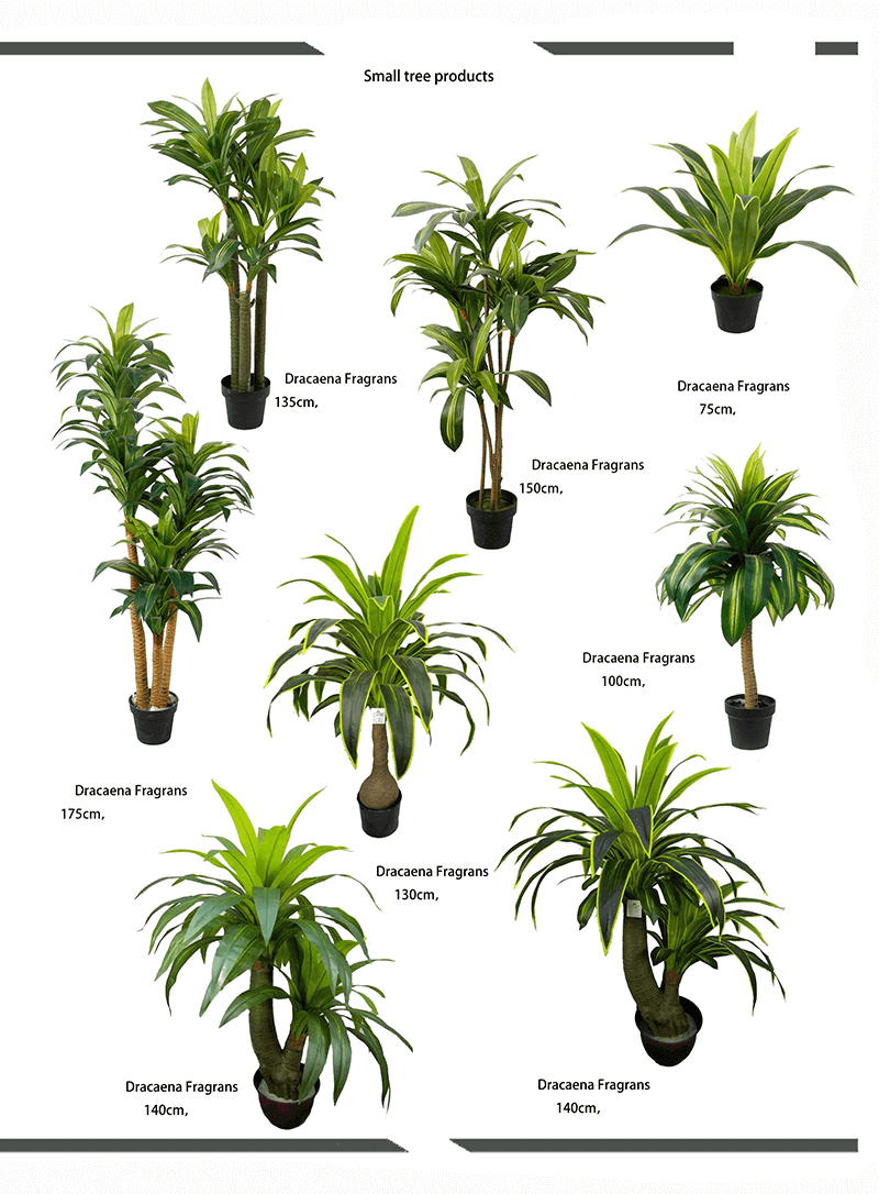 Dracaena Fragrans