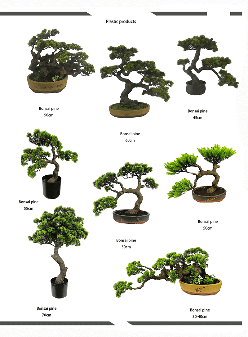 bonsai pine