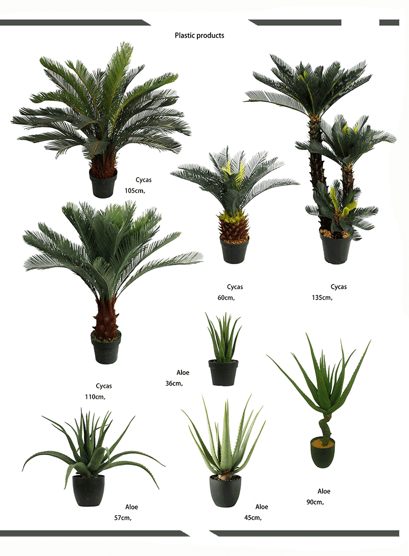 cycas