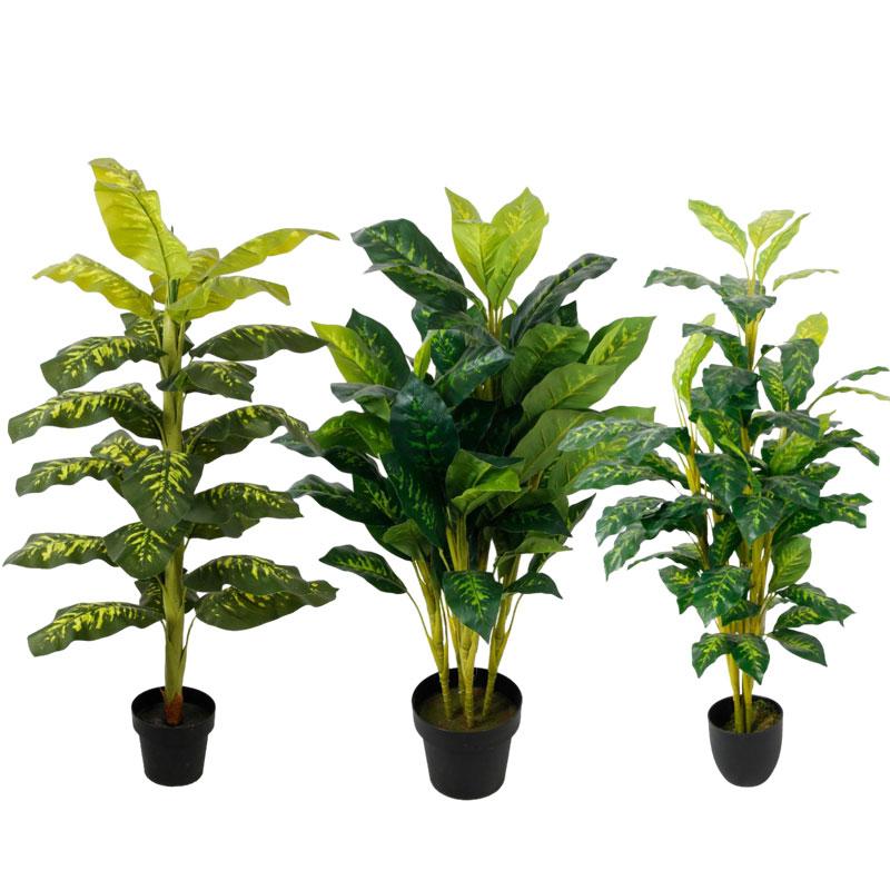 evergreen plant