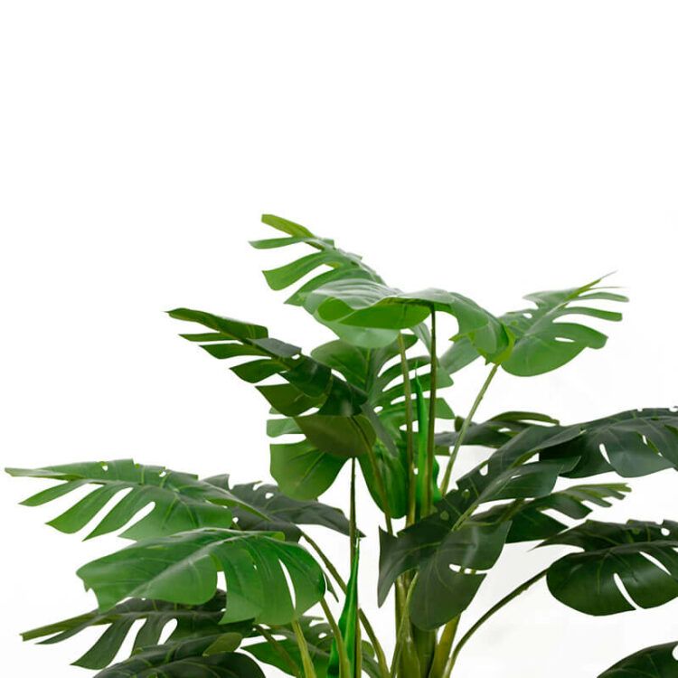 Monstera Deliciosa Tree