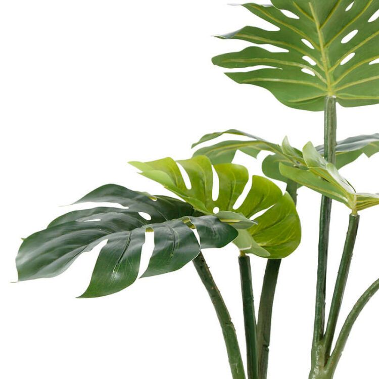 Monstera Deliciosa Trees