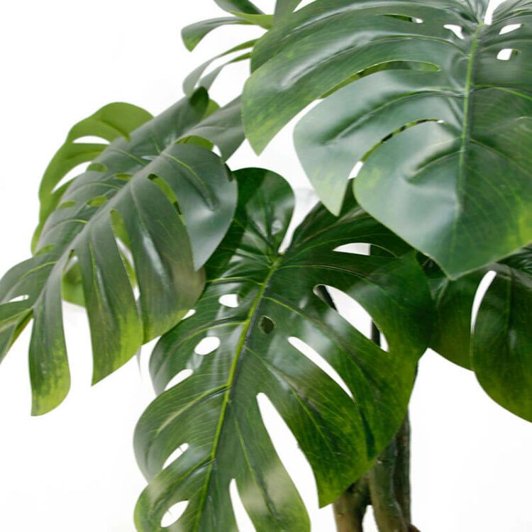 Monstera Plants