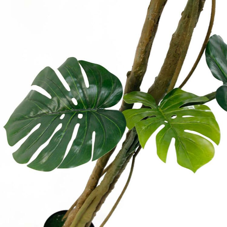 Monstera Plants