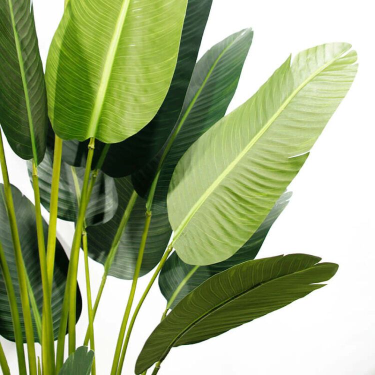 Banana Leaf Plant