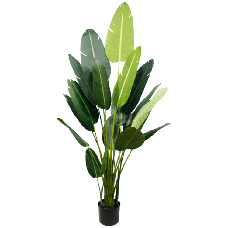 Banana Leaf Plant