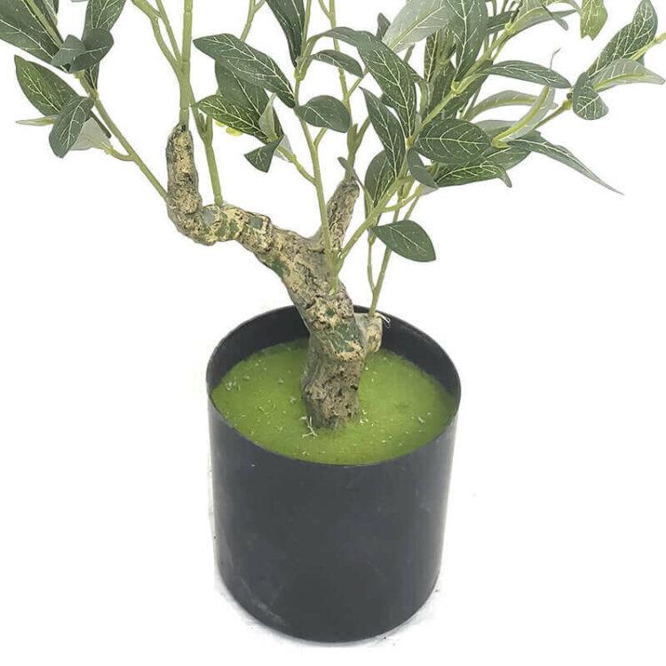 60cm olive tree