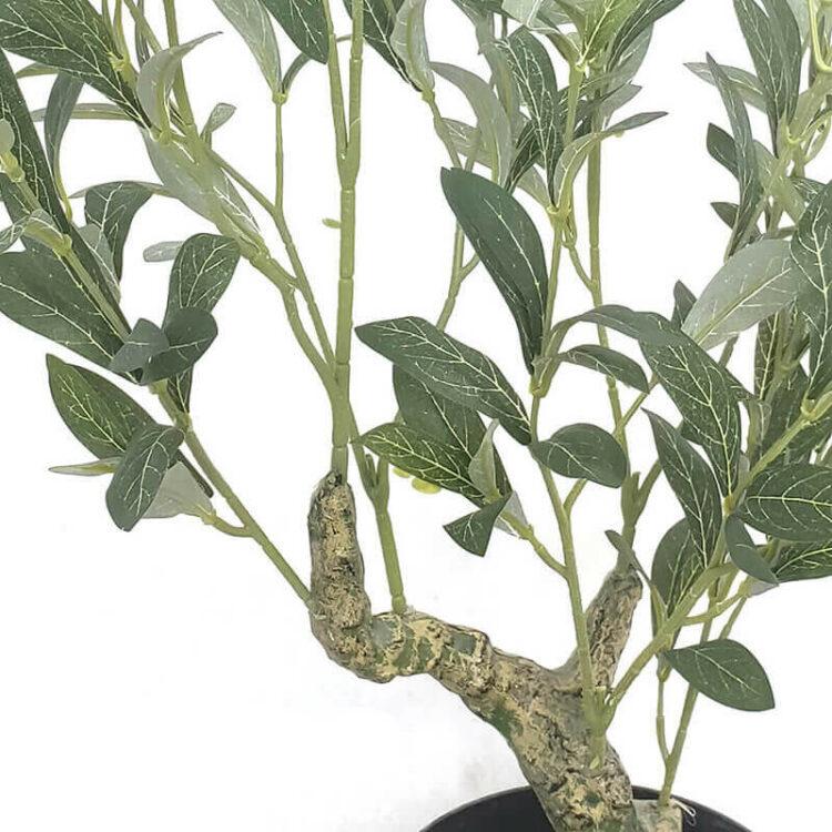 60cm olive tree