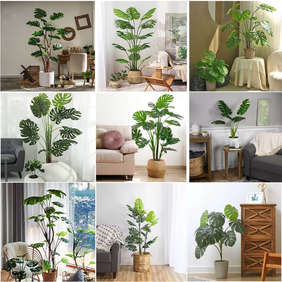 monstera plant decor