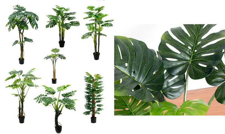 monstera plant