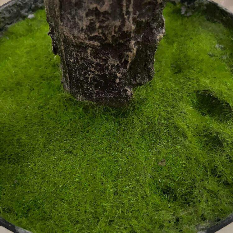 6ft Artificial Olive Tree - 图片 3
